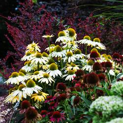 Commemorative Flower Beds